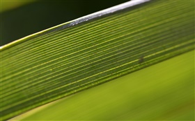 Green leaf macro photography HD wallpaper
