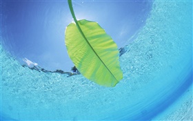 Green leaf, underwater, sea, Maldives HD wallpaper