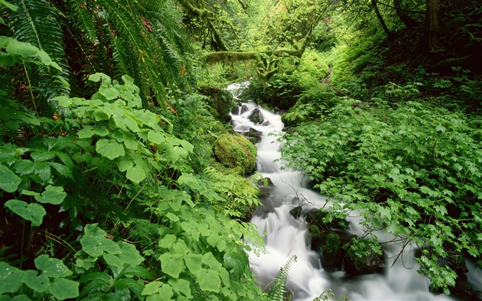 Green leaves, bush, creek, stream Wallpapers Pictures Photos Images