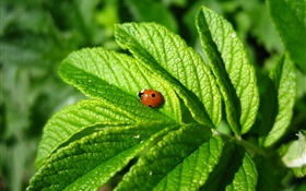 Green leaves, ladybug, insect HD wallpaper