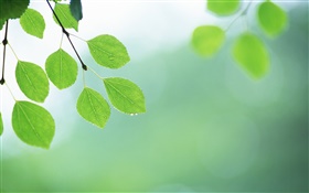 Green leaves, twigs, dew HD wallpaper