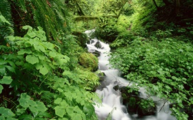 Green nature, stream, grass, leaves, moss, plants HD wallpaper
