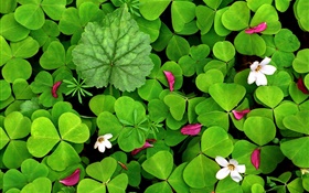 Green oxalis and small white flowers HD wallpaper