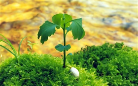 Green plants, leaves, grass, spring HD wallpaper