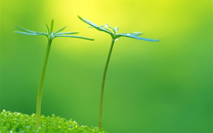Green, spring, plants buds, fresh Wallpapers Pictures Photos Images