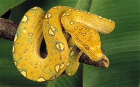 Green tree python HD wallpaper