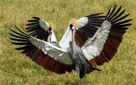 Grey Crowned Cranes, two birds, wings HD wallpaper