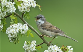 Grey warbler, bird close-up, hawthorn tree, white flowers HD wallpaper