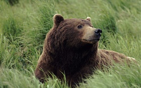 Grizzlies looked up, the grass HD wallpaper