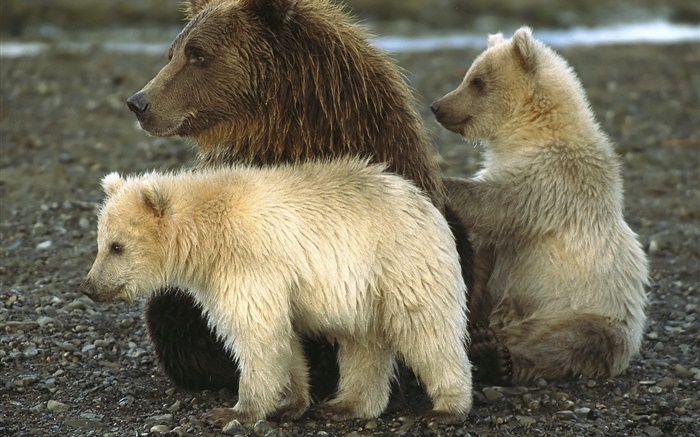 Grizzly and cub Wallpapers Pictures Photos Images