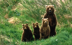 Grizzly bear family, grass HD wallpaper