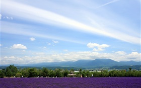 Hokkaido, Japan, Park view, flowers, mountains, clouds HD wallpaper