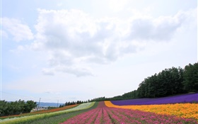 Hokkaido, Japan, beautiful flowers field, colorful HD wallpaper