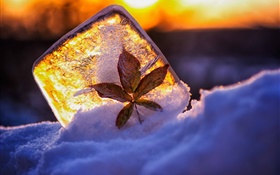 Ice, leaf, snow, sunlight HD wallpaper