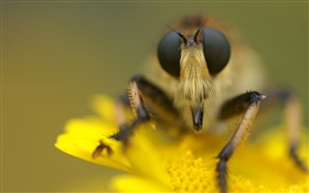 Insect and yellow flower macro photography