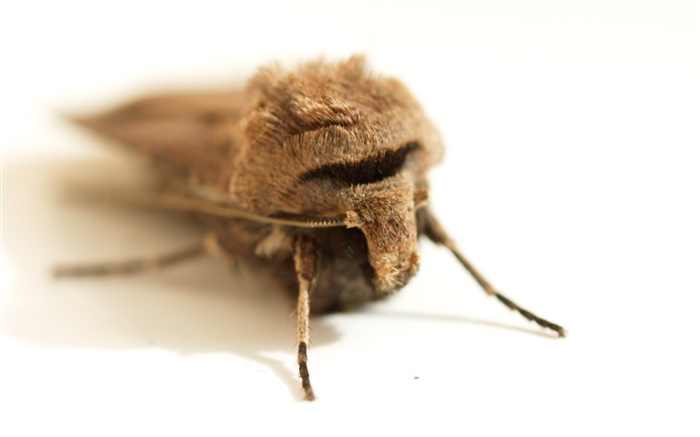 Insect close-up, white background Wallpapers Pictures Photos Images