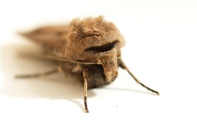 Insect close-up, white background HD wallpaper