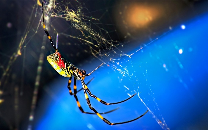 Insect macro, spider and webs Wallpapers Pictures Photos Images