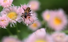 Insect, pink flowers, bokeh HD wallpaper
