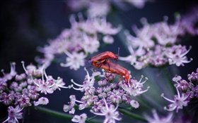 Insect, wildflowers