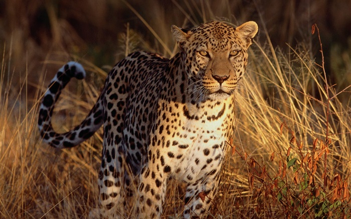 Jaguar in the grass Wallpapers Pictures Photos Images