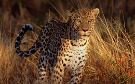 Jaguar in the grass HD wallpaper