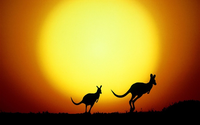 Kangaroo at sunset, Australia Wallpapers Pictures Photos Images