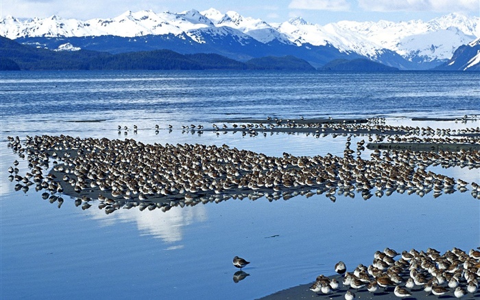 Lake birds Wallpapers Pictures Photos Images