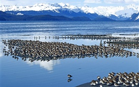Lake birds HD wallpaper