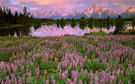 Lake, mountain, pink hyacinth flowers HD wallpaper