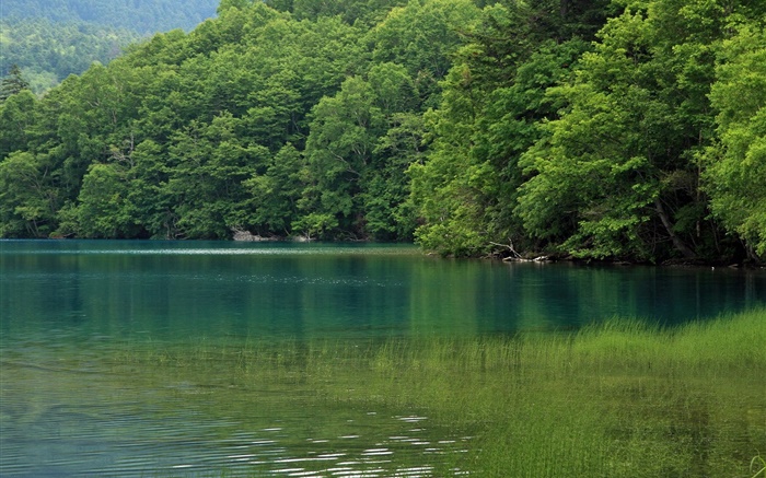 Lake, trees, water grass, Hokkaido, Japan Wallpapers Pictures Photos Images