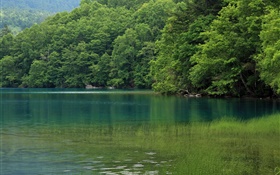 Lake, trees, water grass, Hokkaido, Japan HD wallpaper