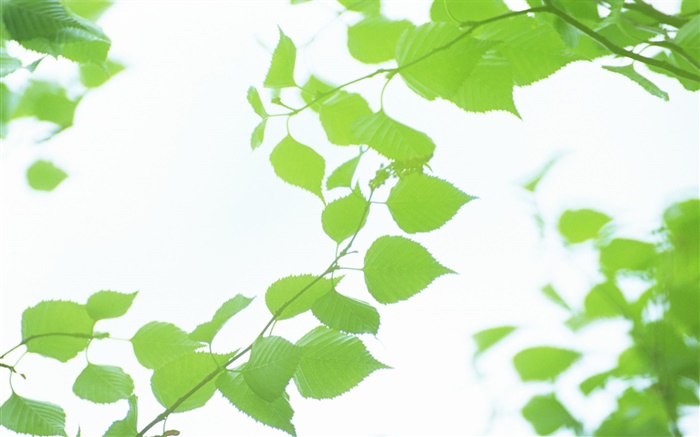Leaves, green, bokeh, summer Wallpapers Pictures Photos Images