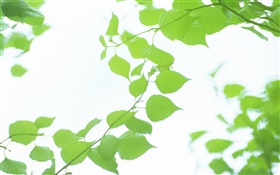 Leaves, green, bokeh, summer HD wallpaper
