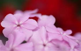 Light purple flowers petals HD wallpaper