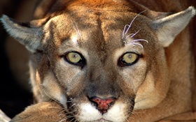 Lion face macro photography HD wallpaper