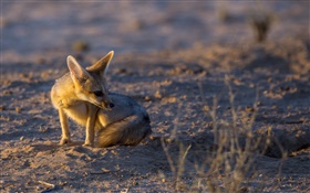 Little fox, sunset, light HD wallpaper