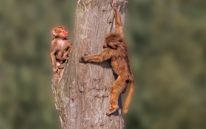 Little monkeys, stump Wallpapers Pictures Photos Images