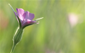 Little purple flower close-up, green background HD wallpaper