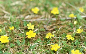 Little yellow wildflowers, ground, grass HD wallpaper