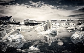 Lonely bear, snow, sea, creative pictures HD wallpaper