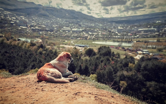 Lonely dog Wallpapers Pictures Photos Images