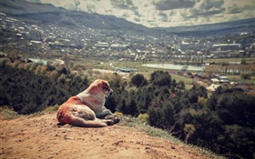 Lonely dog HD wallpaper