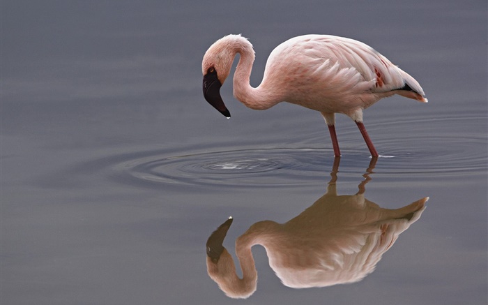 Lonely flamingo Wallpapers Pictures Photos Images