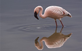 Lonely flamingo HD wallpaper