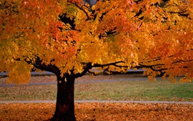 Lonely tree, autumn, yellow leaves HD wallpaper