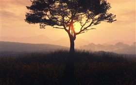 Lonely tree, sunrise, grass, dawn, fog HD wallpaper