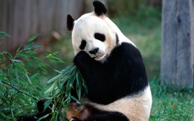 Lovely panda eating bamboo HD wallpaper