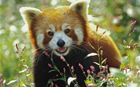 Lovely red panda HD wallpaper