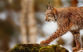 Lynx hunting, predator, stones HD wallpaper